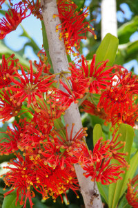 Stenocarpus Sinuatus